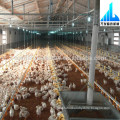 Best price automatic poultry equipment for breeding chickens